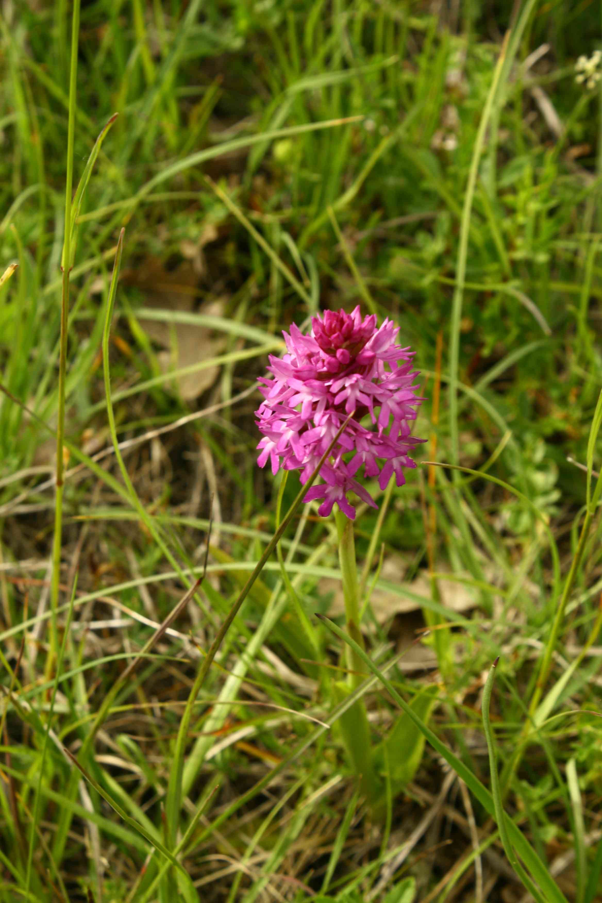 Anacamptis pyramidalis